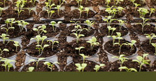 Green Our Planet Success Story Slider