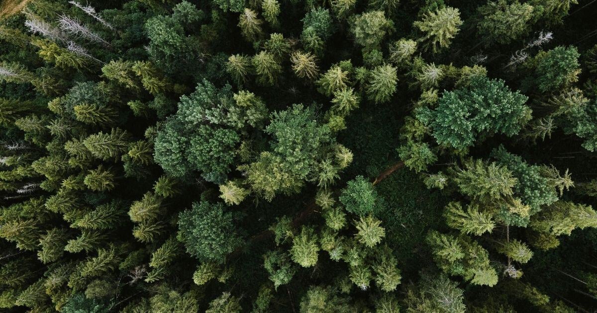 Aerial Pine Trees