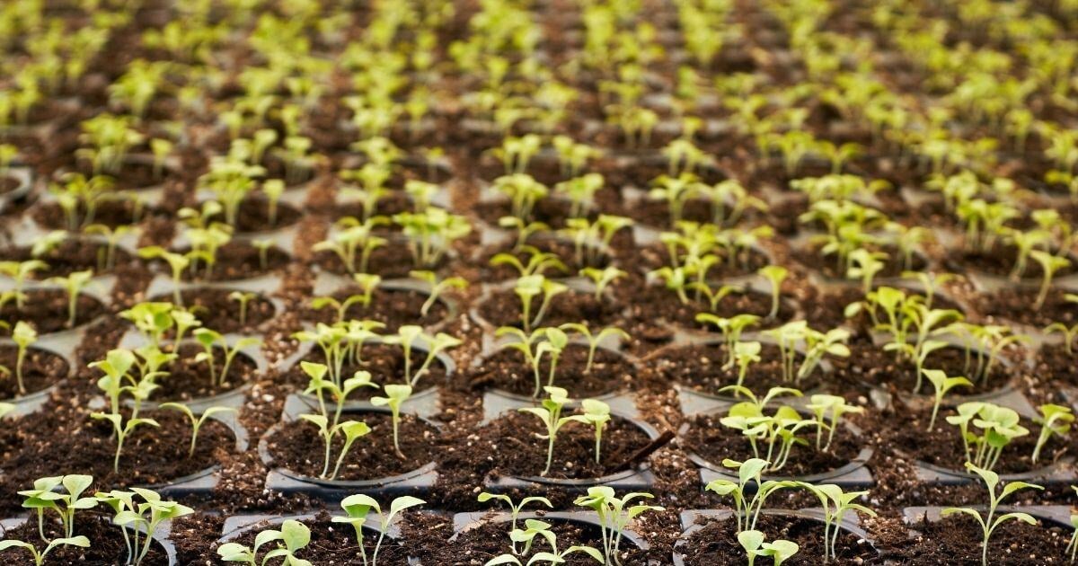 Green Our Planet